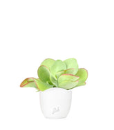 Kalanchoe Thyrsiflora