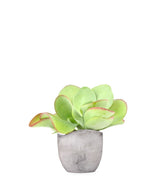 Kalanchoe Thyrsiflora