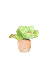 Kalanchoe Thyrsiflora