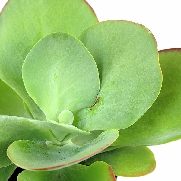 Kalanchoe Thyrsiflora