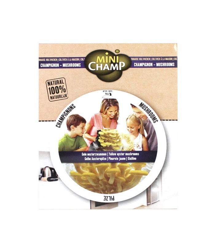 Kit fungo giallino