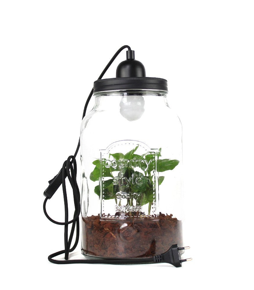 Lampada con pianta di caffè
