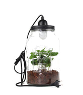 Lampada con pianta di caffè
