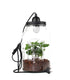 Lampada con pianta di caffè