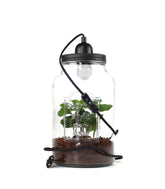 Lampada con pianta di caffè