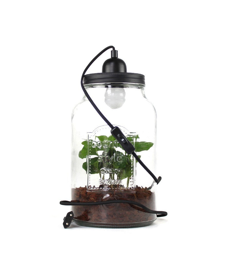 Lampada con pianta di caffè