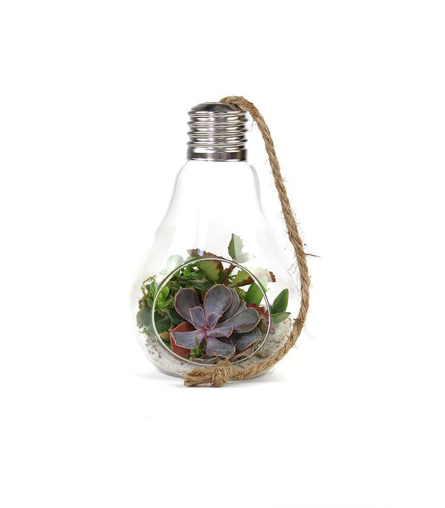 Lampadina  Succulente