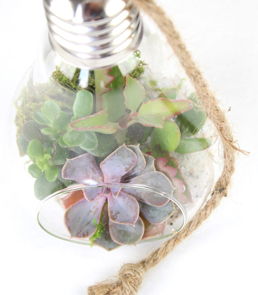 Lampadina  Succulente