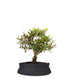 Lentisco alberello Bonsai