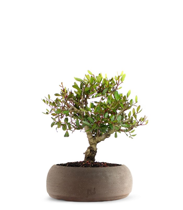 Lentisco alberello Bonsai