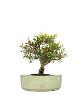 Lentisco alberello Bonsai
