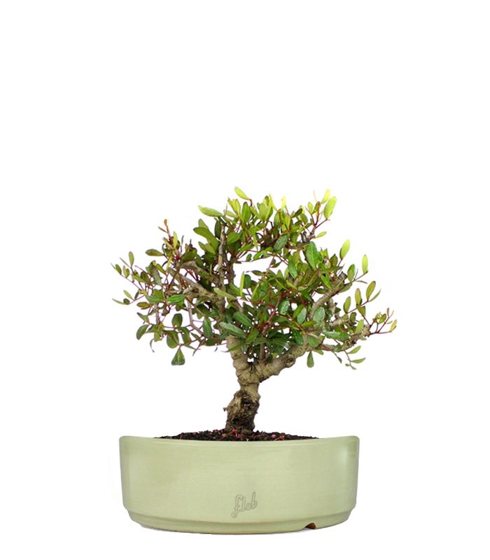 Lentisco alberello Bonsai