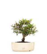Lentisco alberello Bonsai