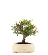 Lentisco alberello Bonsai