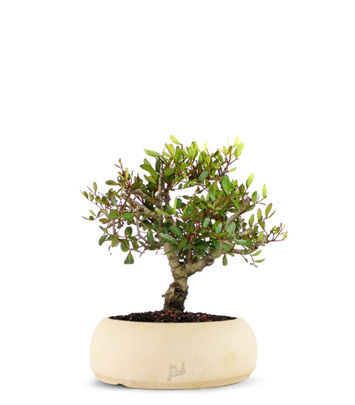Lentisco alberello Bonsai