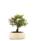 Lentisco alberello Bonsai