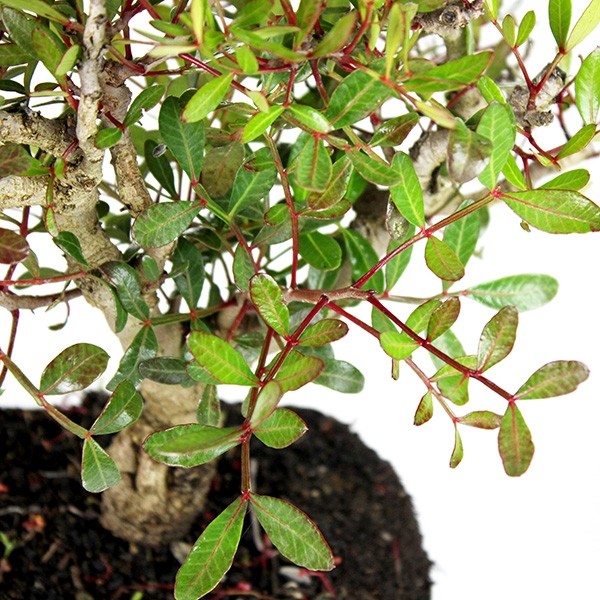 Lentisco alberello Bonsai