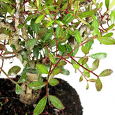 Lentisco alberello Bonsai