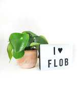 Lightbox con lettere