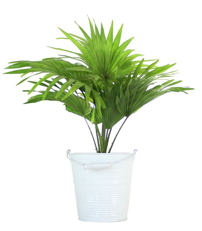 Livistona rotundifolia