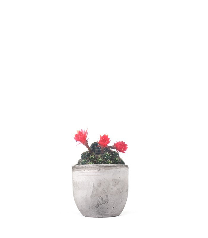 Lobivia arachnacantha