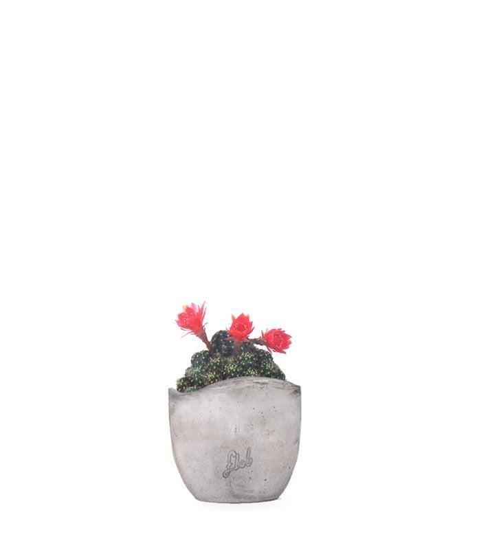 Lobivia arachnacantha