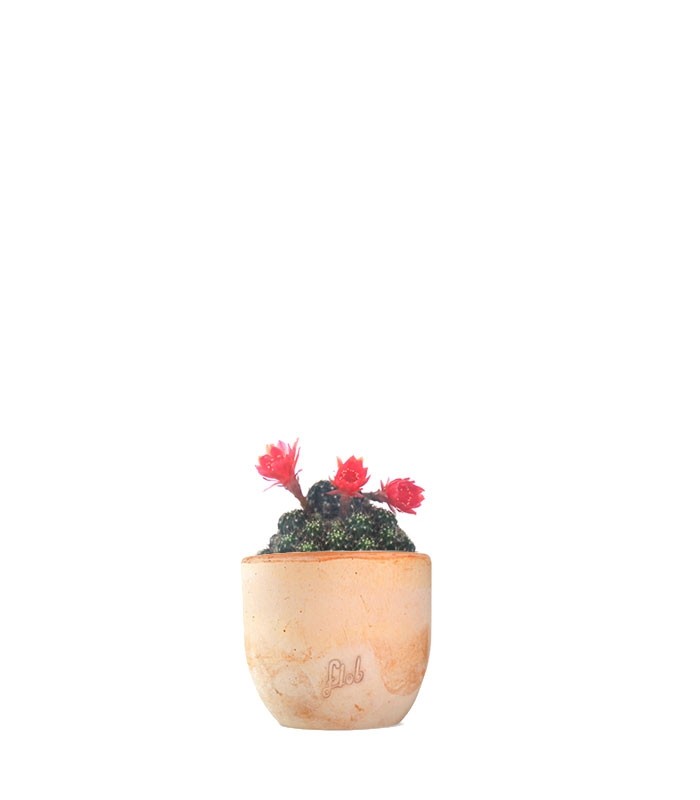 Lobivia arachnacantha