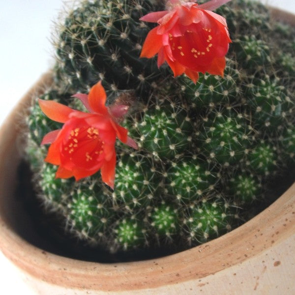 Lobivia arachnacantha