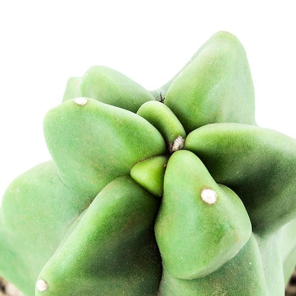 Lophocereus Schotti