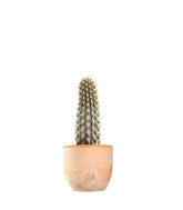 Machaerocereus eruca