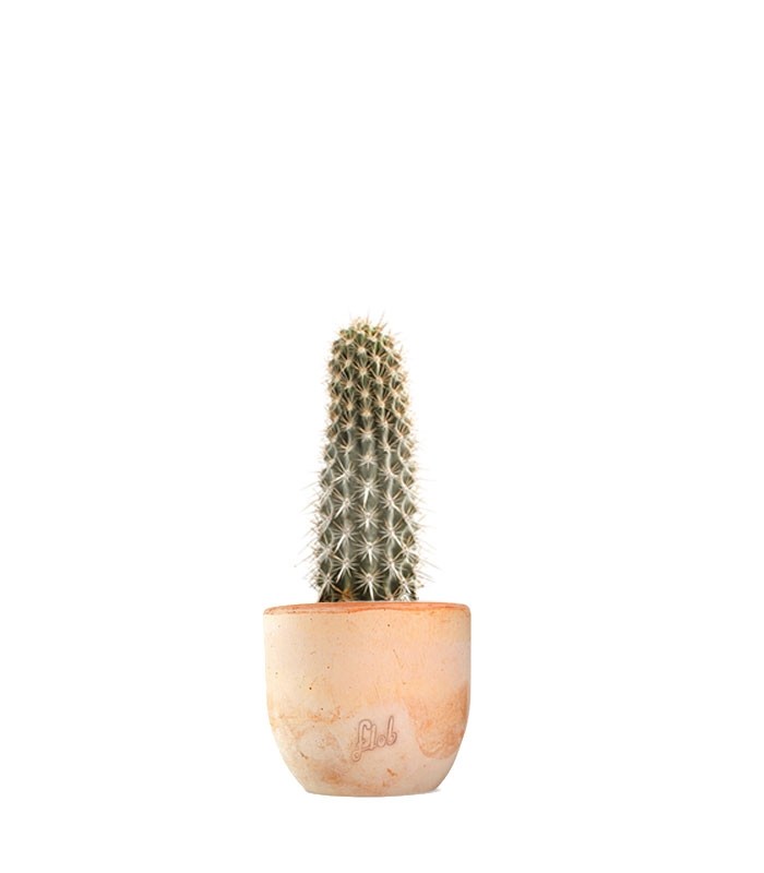Machaerocereus eruca