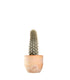 Machaerocereus eruca