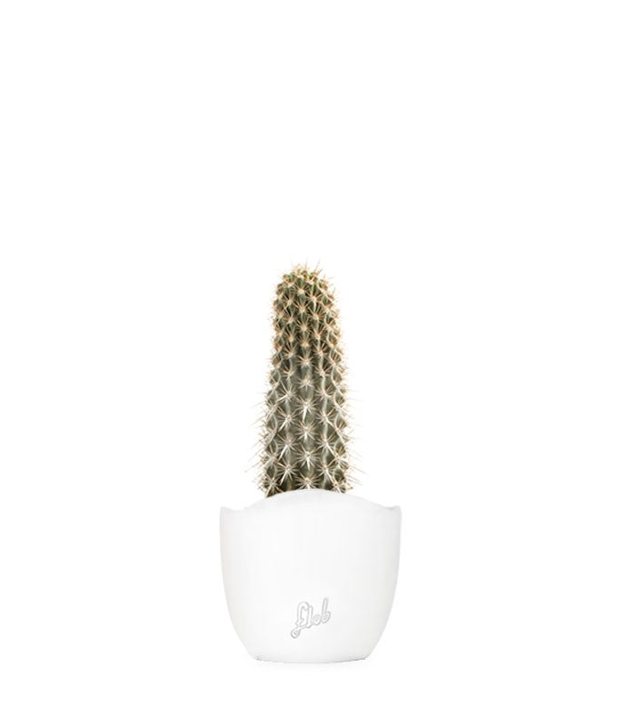 Machaerocereus eruca