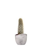 Machaerocereus eruca