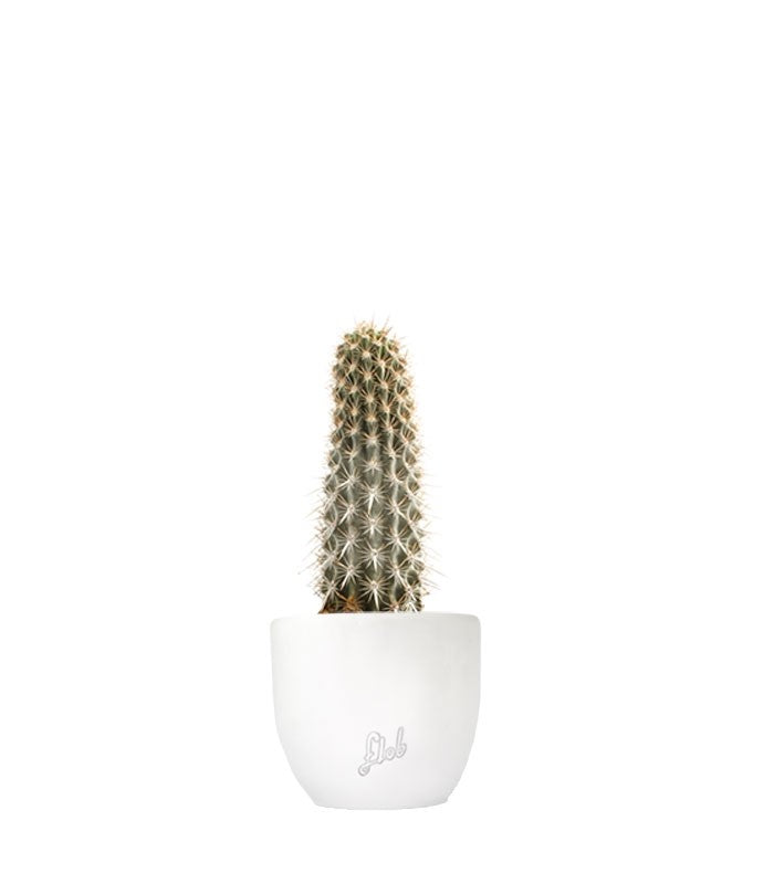 Machaerocereus eruca