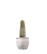 Machaerocereus eruca