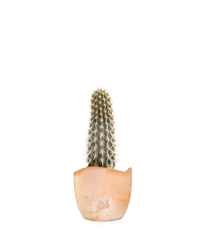 Machaerocereus eruca