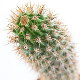 Machaerocereus eruca