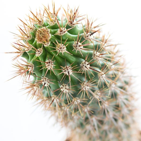 Machaerocereus eruca