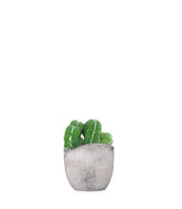 Mammillaria un pico Crestata
