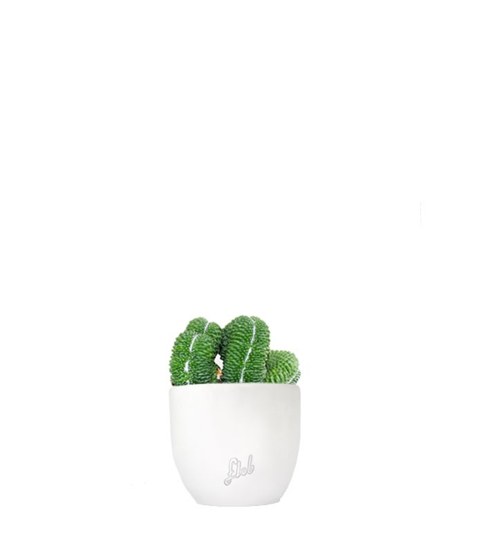 Mammillaria un pico Crestata