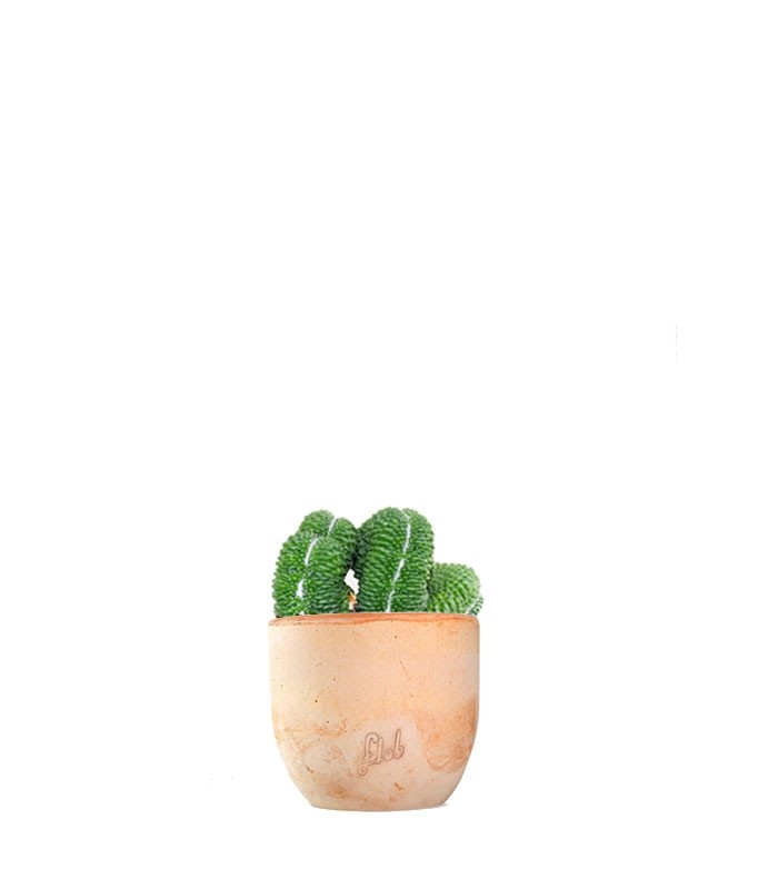 Mammillaria un pico Crestata