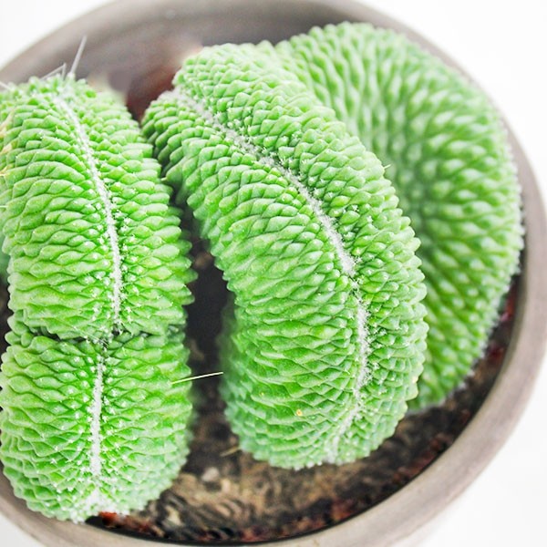 Mammillaria un pico Crestata