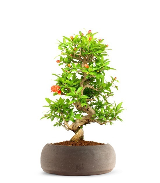 Melograno