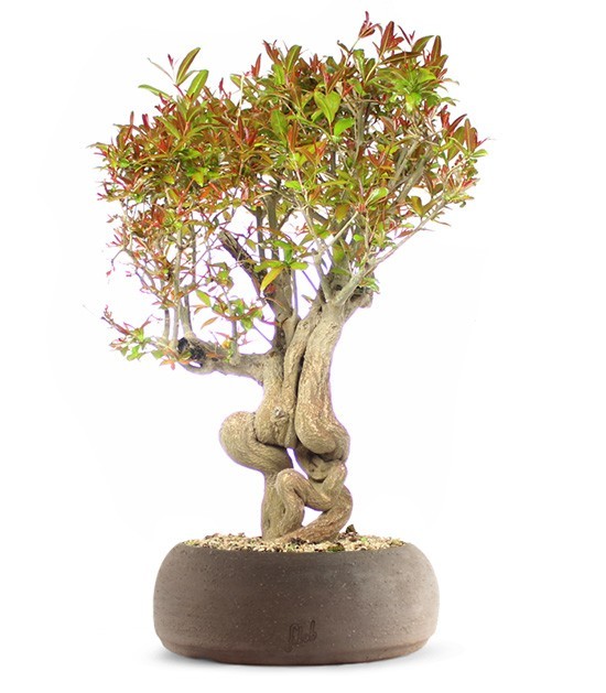 Melograno Bonsai Esemplare XL