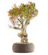 Melograno Bonsai Esemplare XL