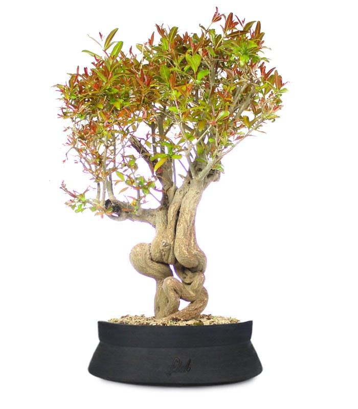 Melograno Bonsai Esemplare XL