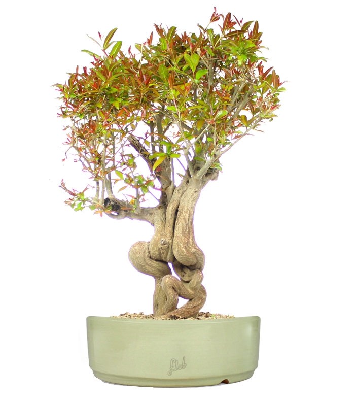 Melograno Bonsai Esemplare XL