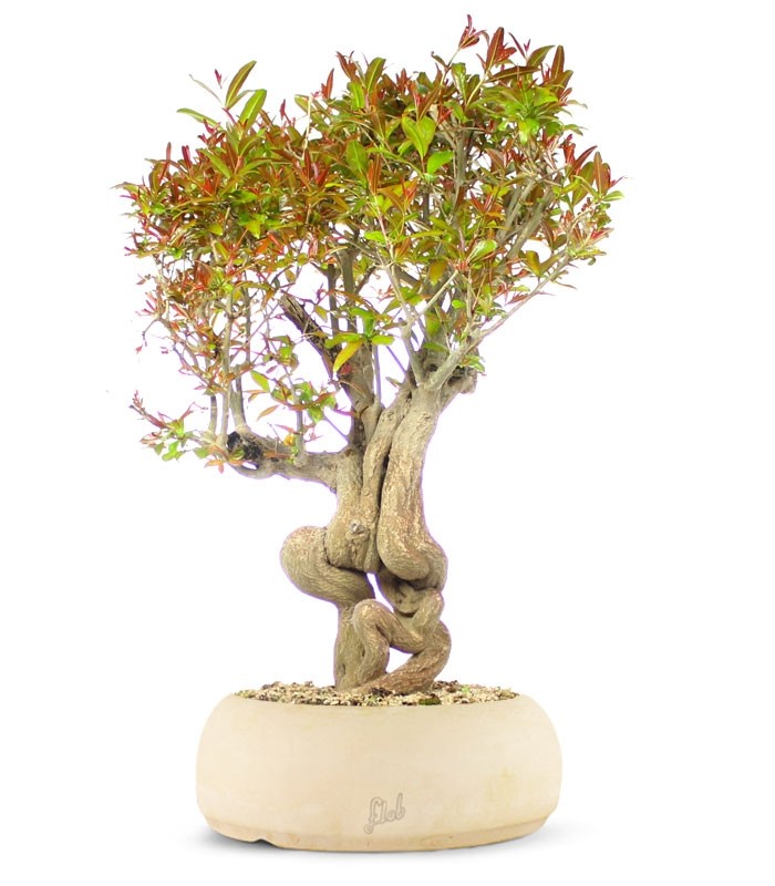 Melograno Bonsai Esemplare XL