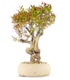 Melograno Bonsai Esemplare XL